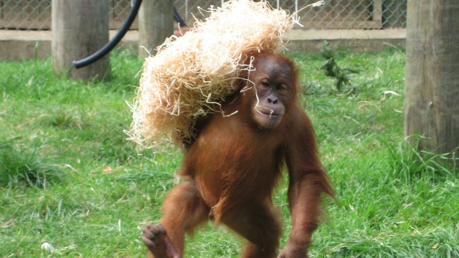 Показать обезьянок