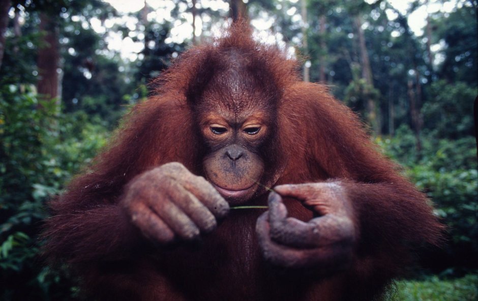 Отряд приматы представители список