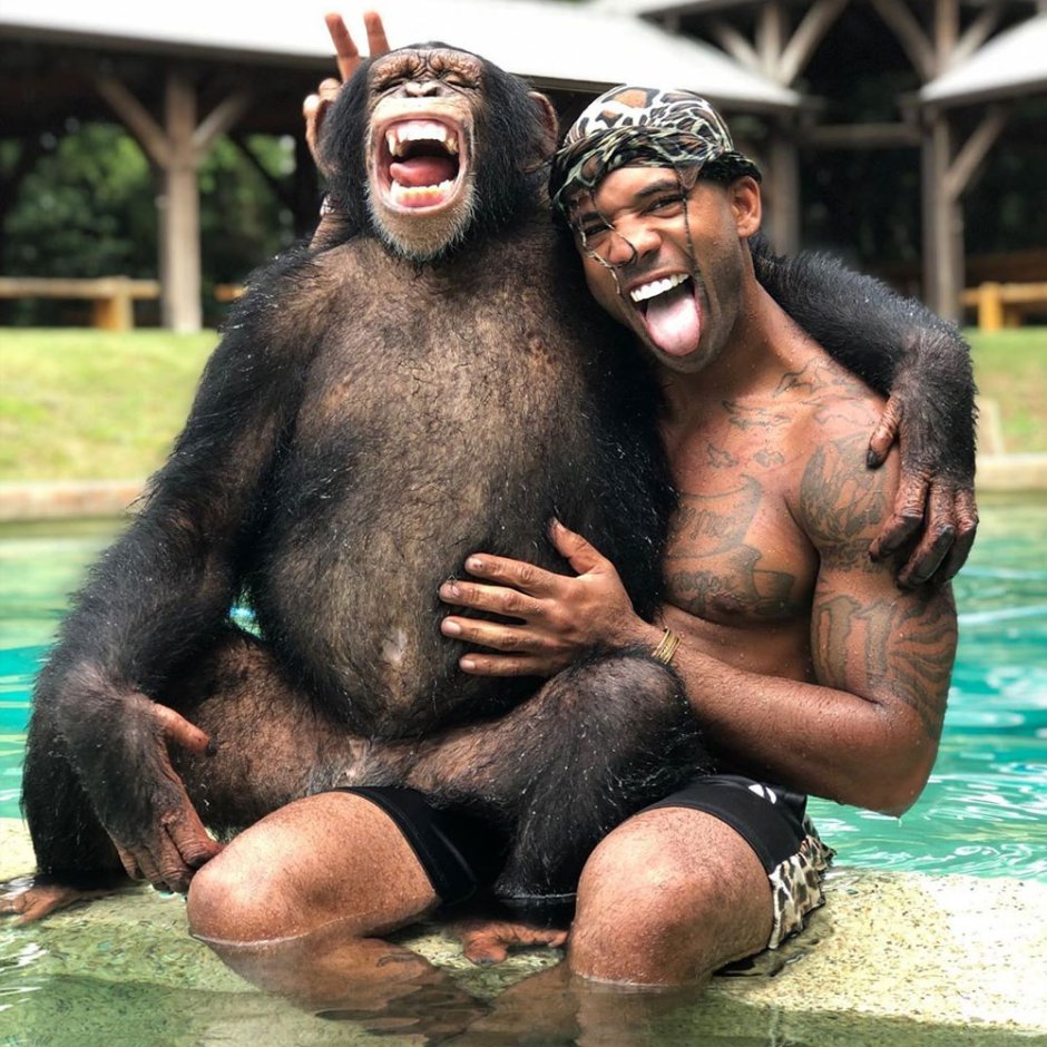 Обезьяна чешет яйца