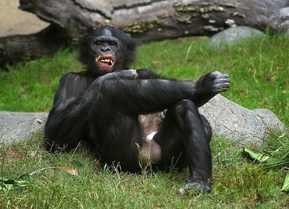 Горилла показывает попу