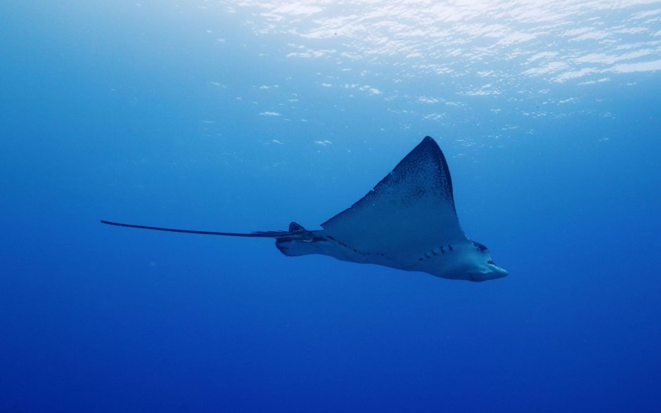 Скат Stingray