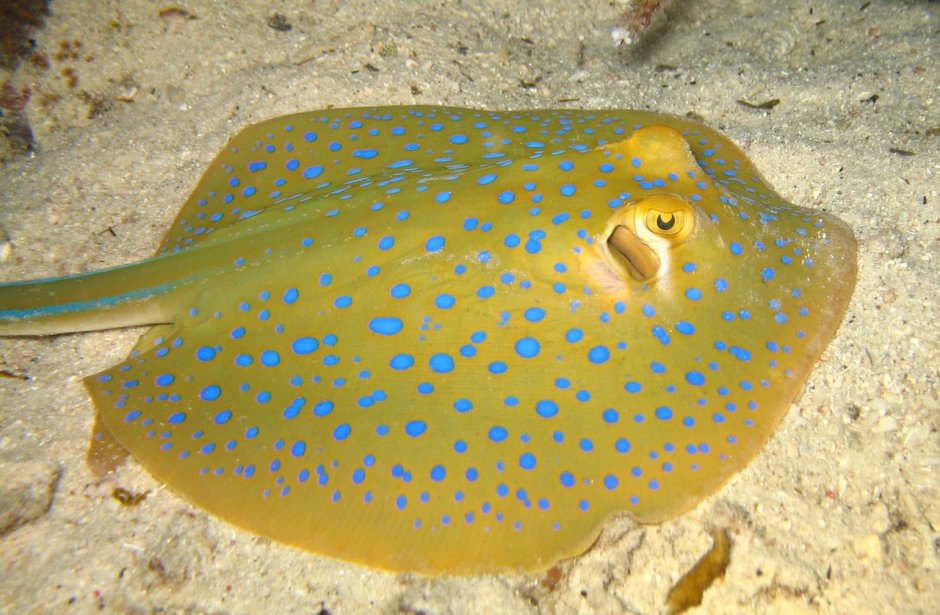 Скат хвостокол красное море