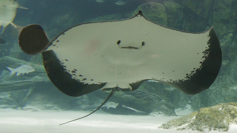 Giant Freshwater Stingray