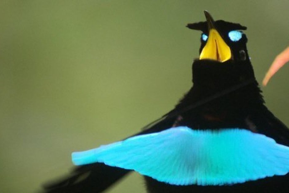 Birds and Paradise как получить птиц