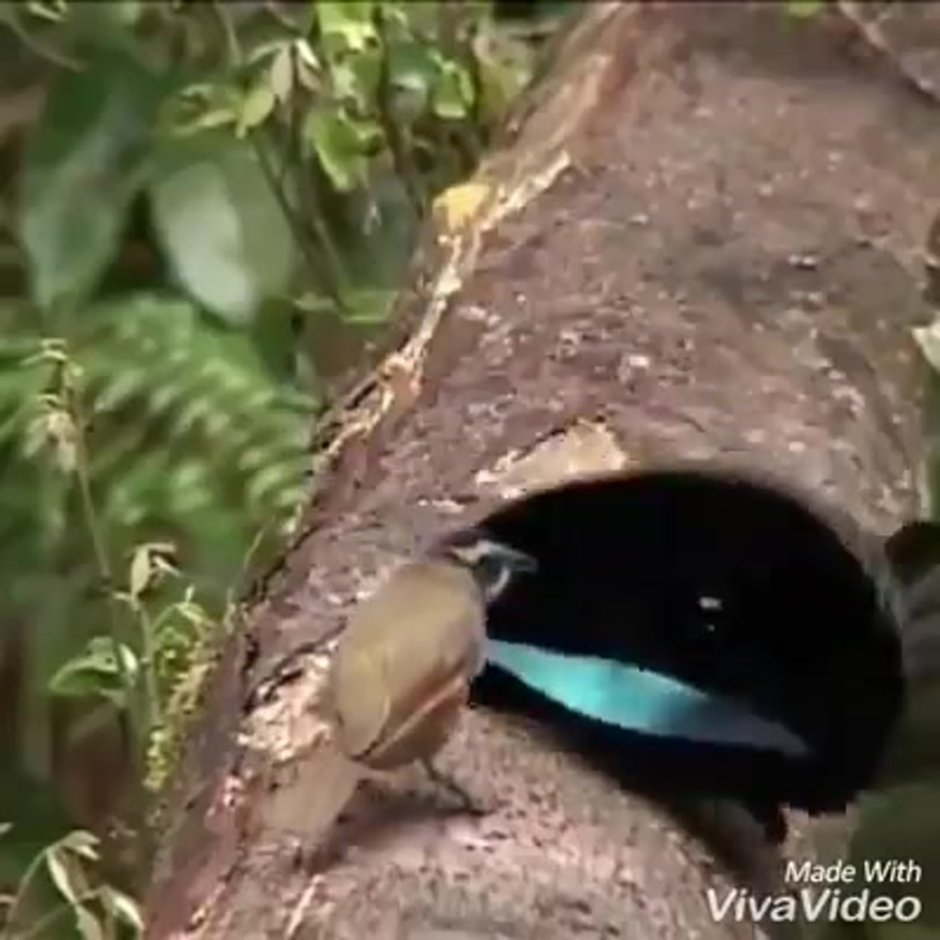 Райская лофорина гиф