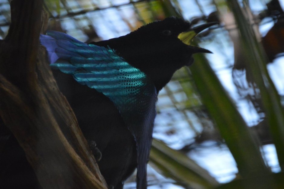 Eastern Riflebird