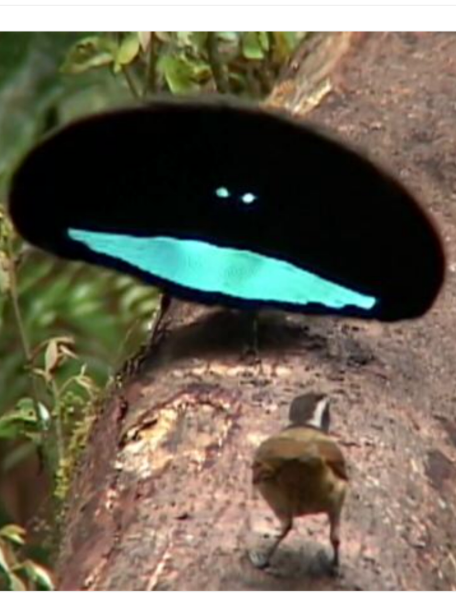 Ptiloris magnificus