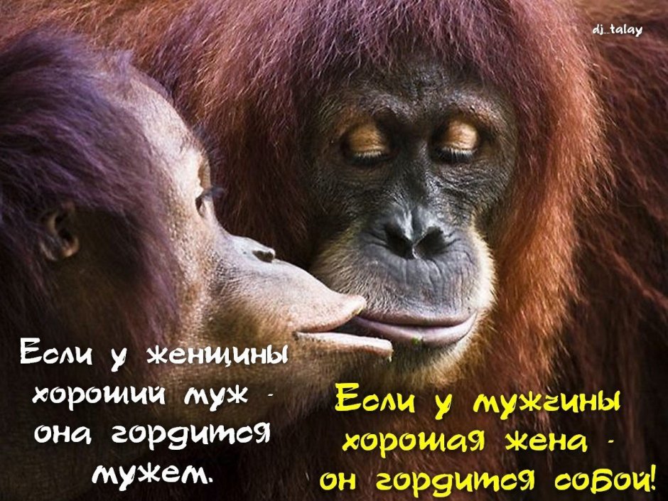 Обезьяна с пистолетом