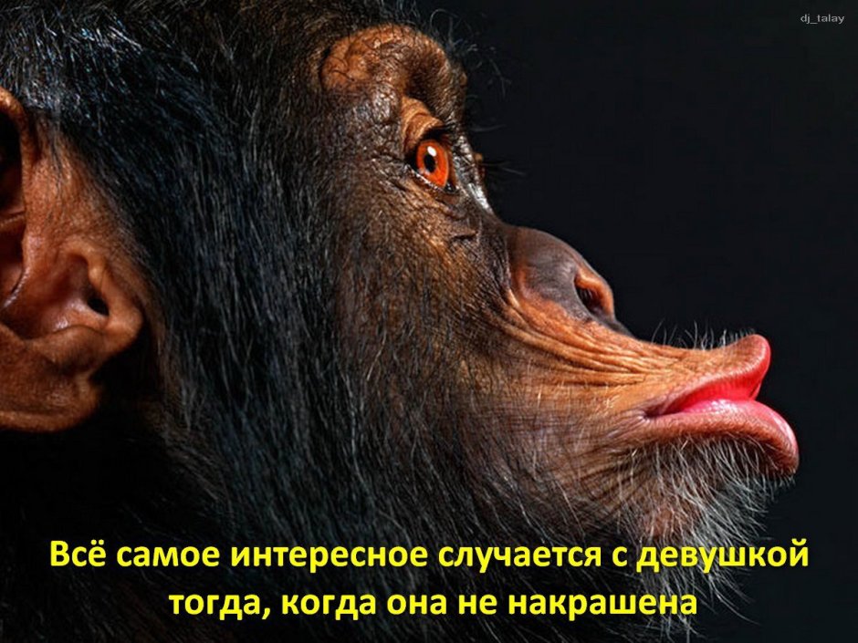 Синеносая обезьяна