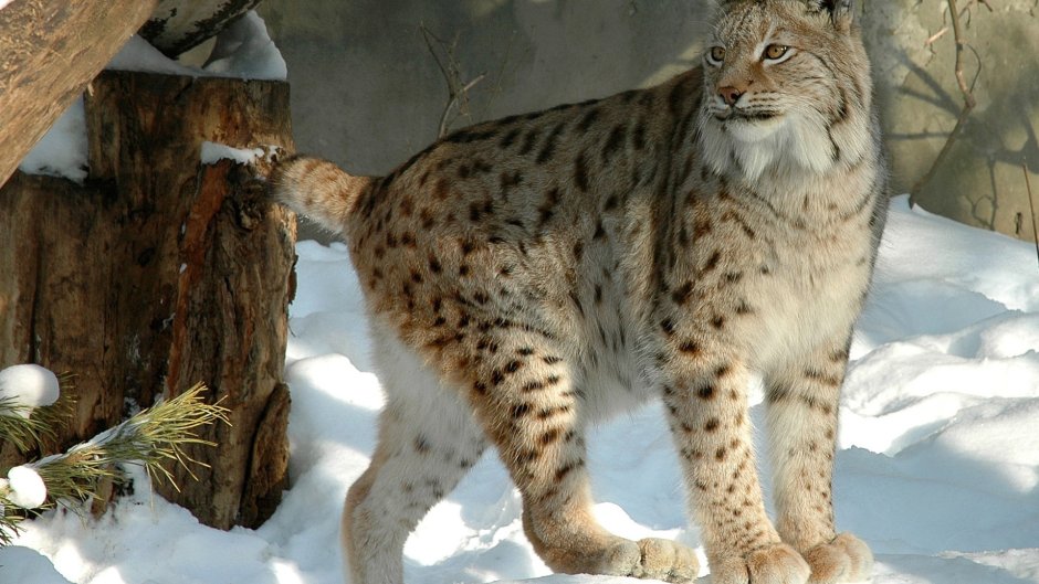 Рысь обыкновенная Lynx Lynx Linnaeus, 1758