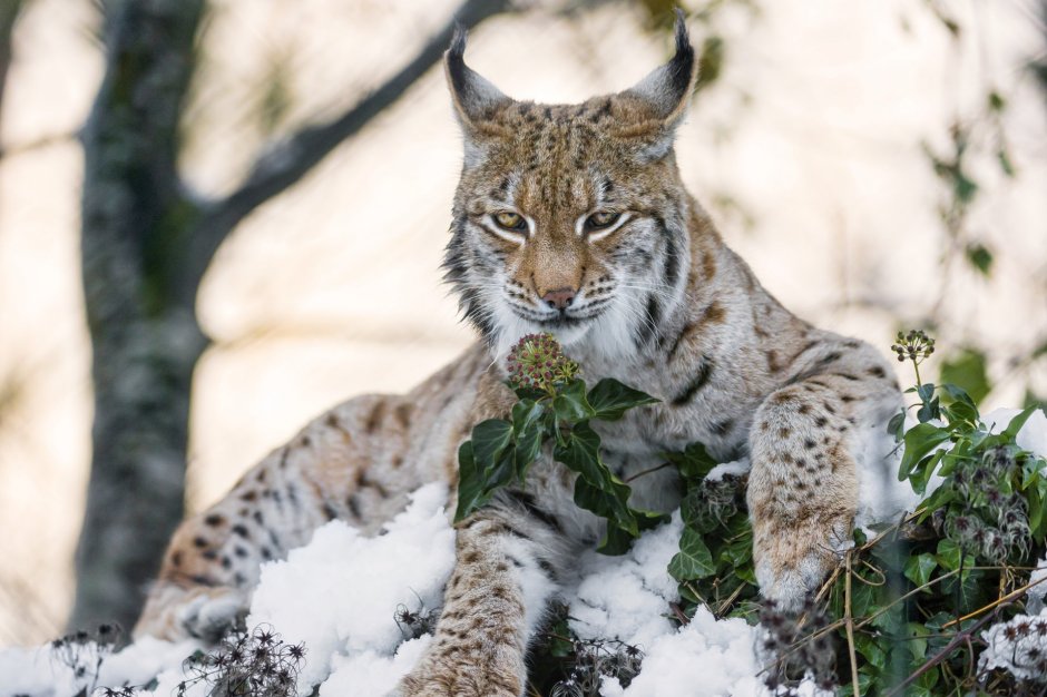 Рысь (Lynx Lynx) в дикой природе