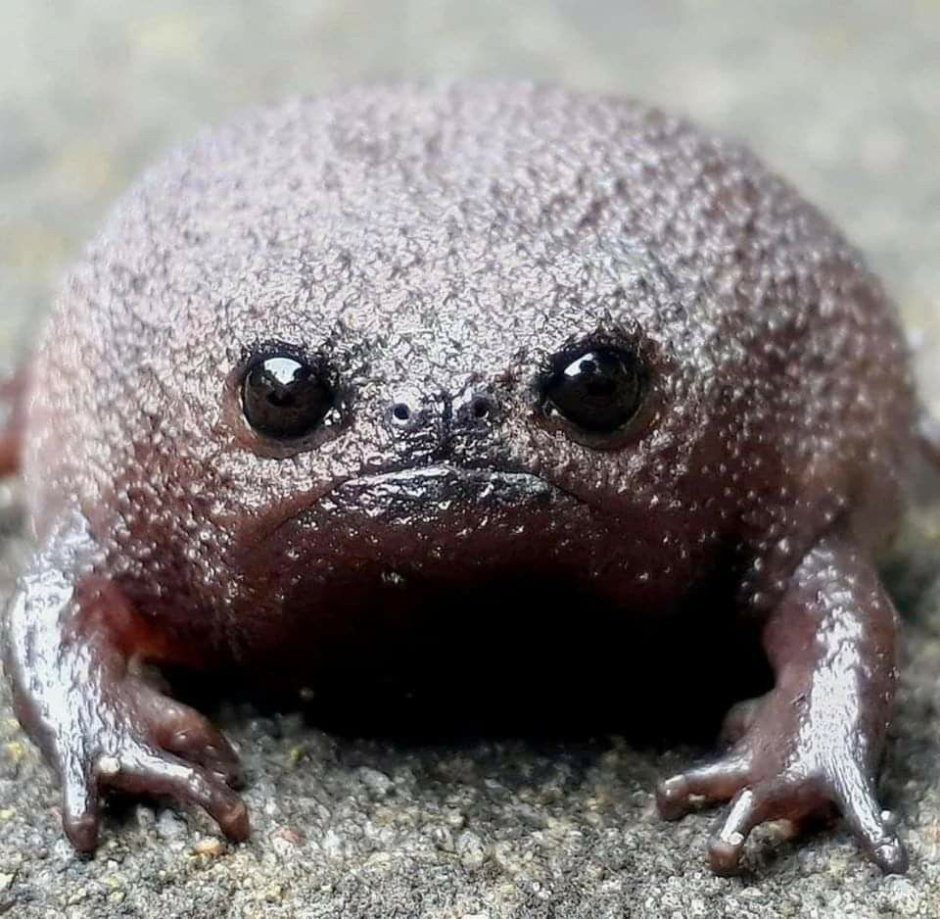 Африканский узкорот breviceps fuscus