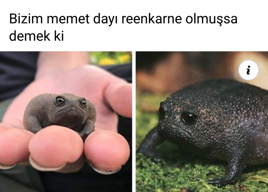 Африканский узкорот breviceps fuscus