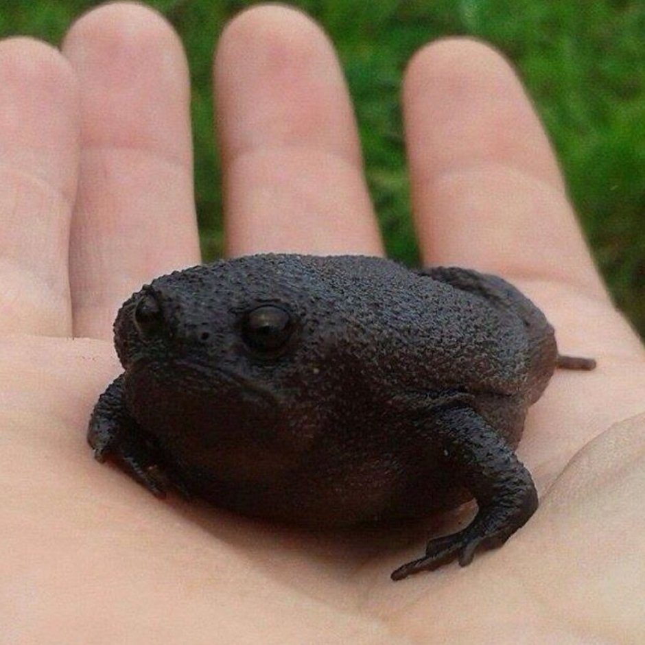 Лягушка breviceps fuscus