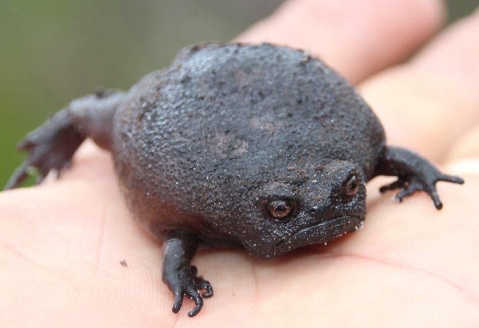 Лягушка breviceps fuscus