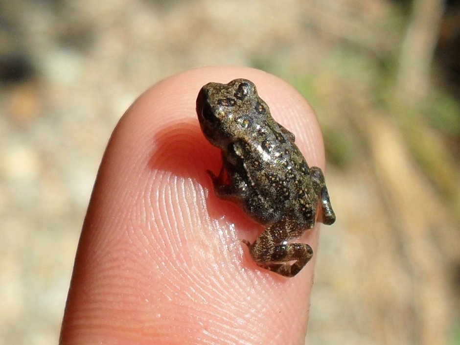 Paedophryne amauensis
