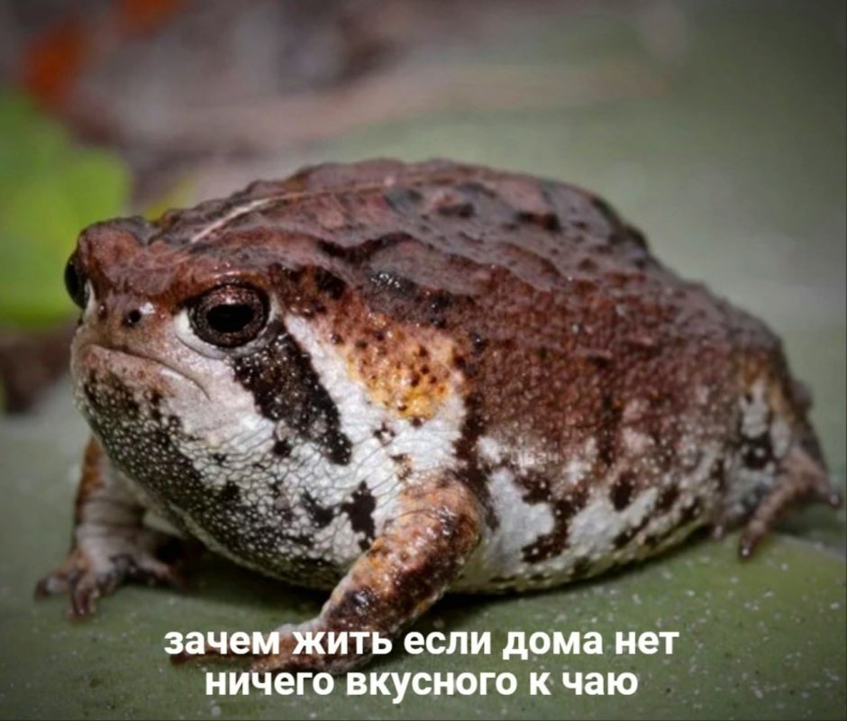 Узкорот лягушка