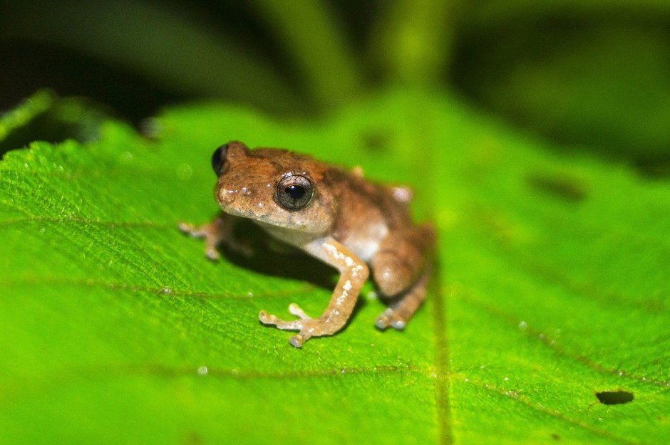 Paedophryne amauensis