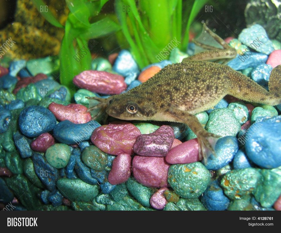 Черная дождевая / breviceps fuscus