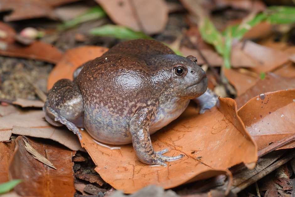 Glyphoglossus Molossus
