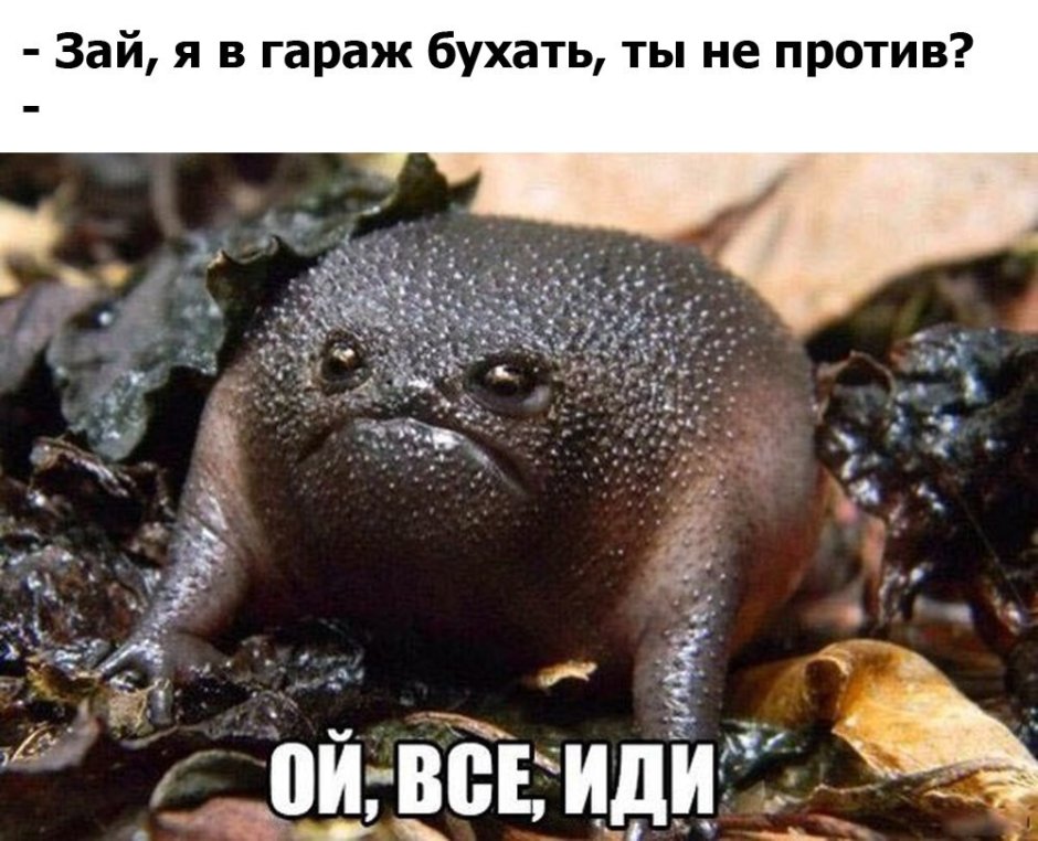Самая недовольная лягушка