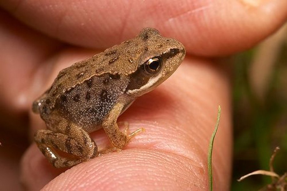 Paedophryne amauensis