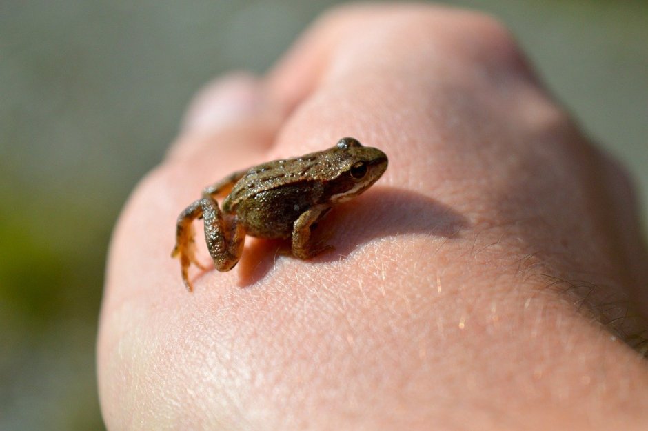 Paedophryne amauensis