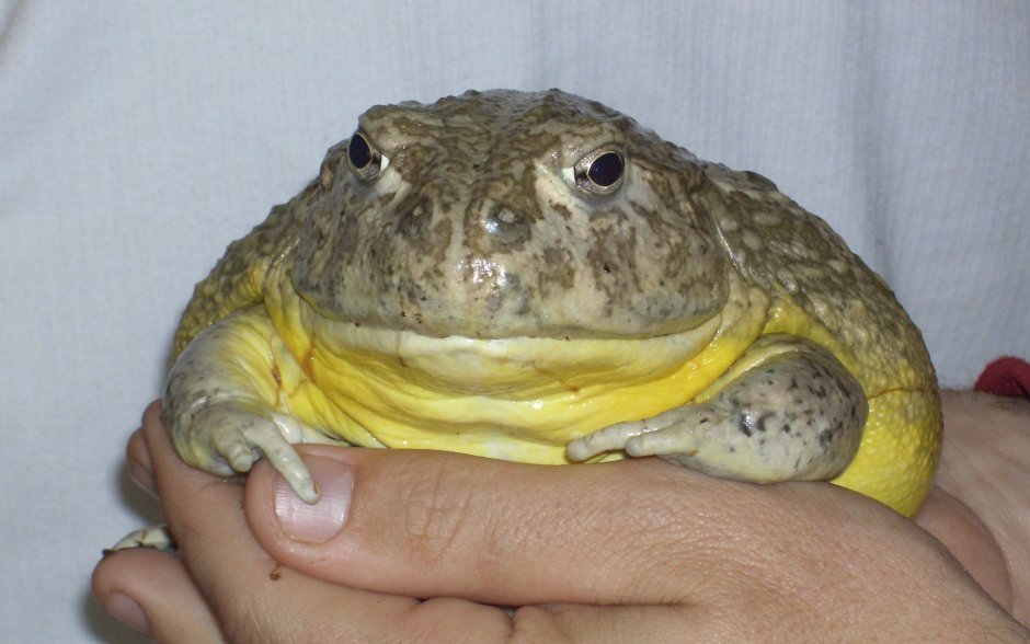 Лягушка Голиаф