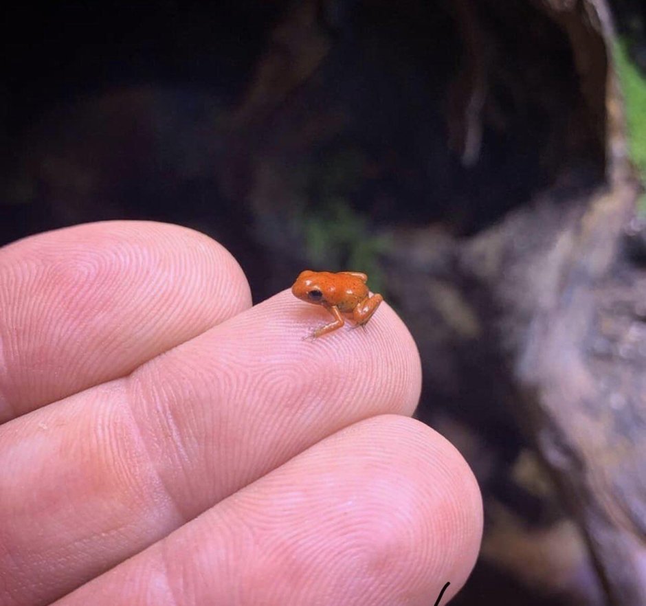 Ranitomeya лягушки
