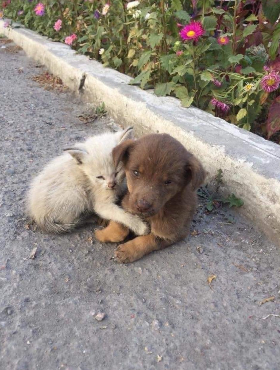 Глаза собаки