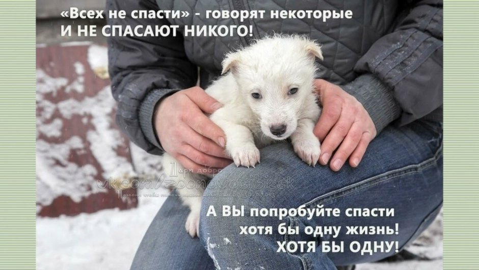 Бездомные животные