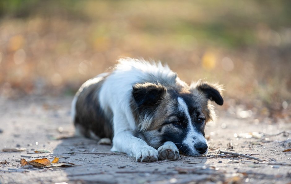 Щенок в коробке