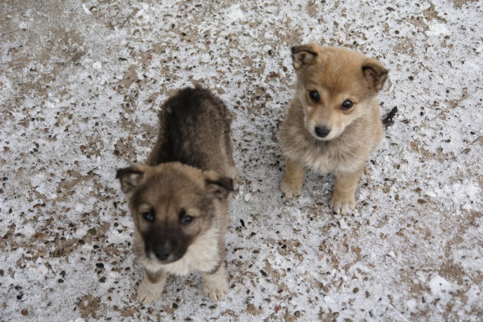 Кот и пес в будке