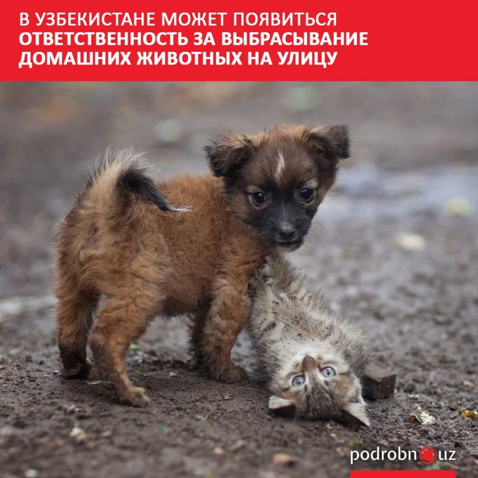 Дети с бездомными животными