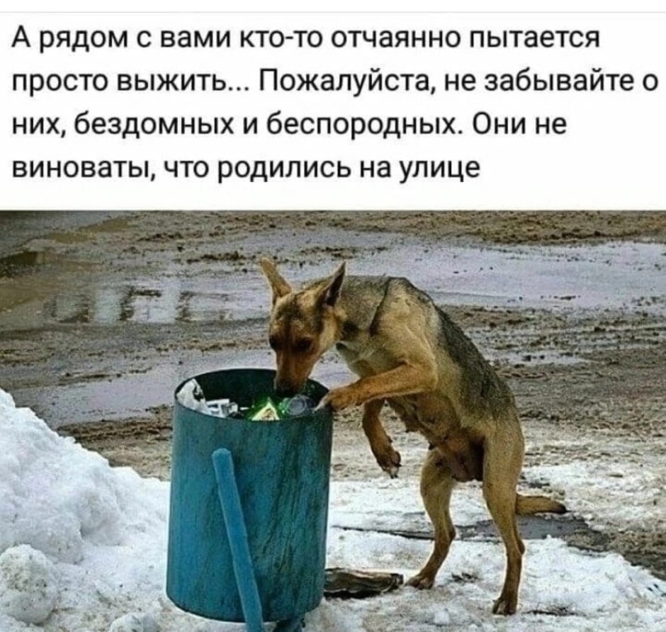 Накормить бездомных животных