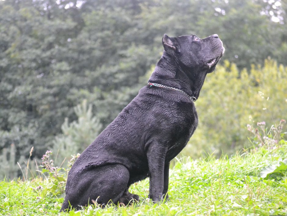 Кане Корсо