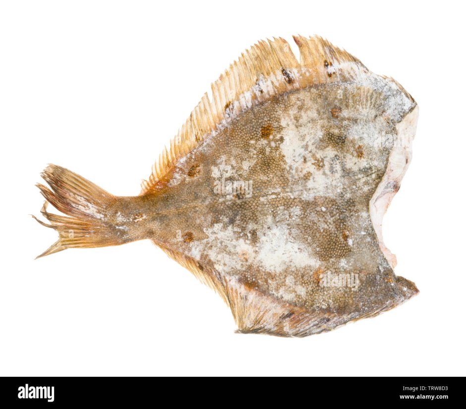 Frozen Plaice w/r
