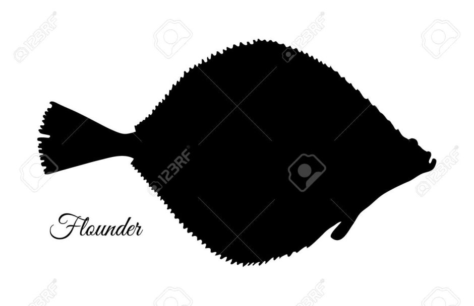 Gulf Flounder