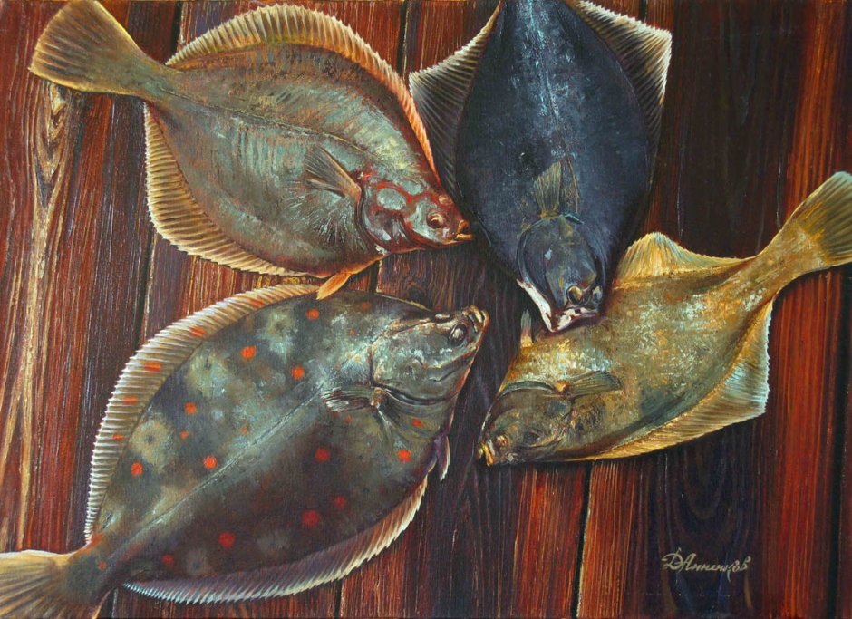 Камбала в Красном море