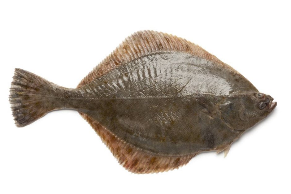 Glacialis рыба