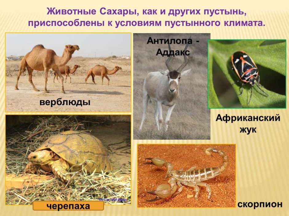 Пустыни и полупустыни Африки животные