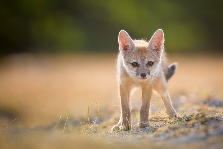 Афганская лисица (Vulpes Cana)