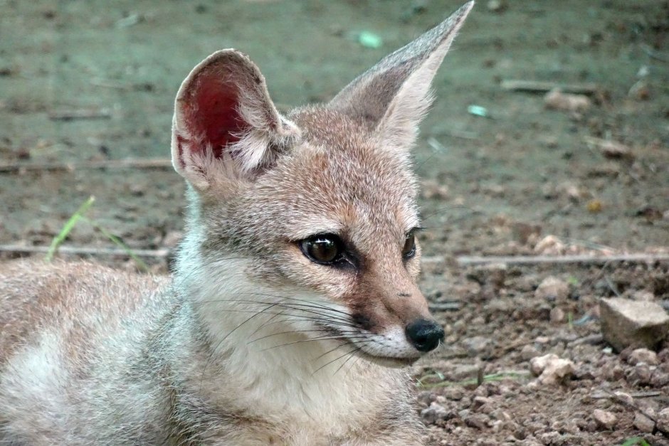 Африканская лисица Vulpes pallida