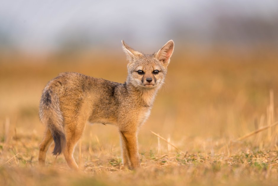 Бенгальская лисица Vulpes bengalensis