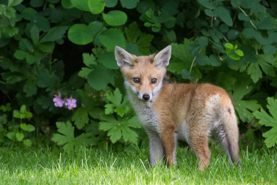 Бенгальская лисица Vulpes bengalensis