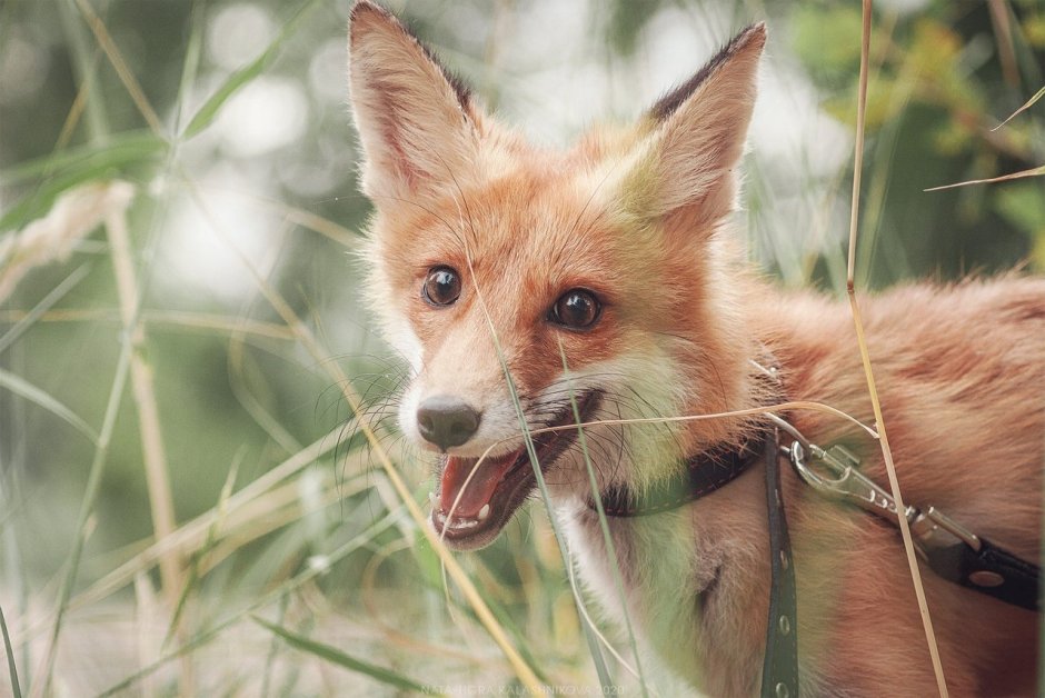 Бенгальская лисица Vulpes bengalensis