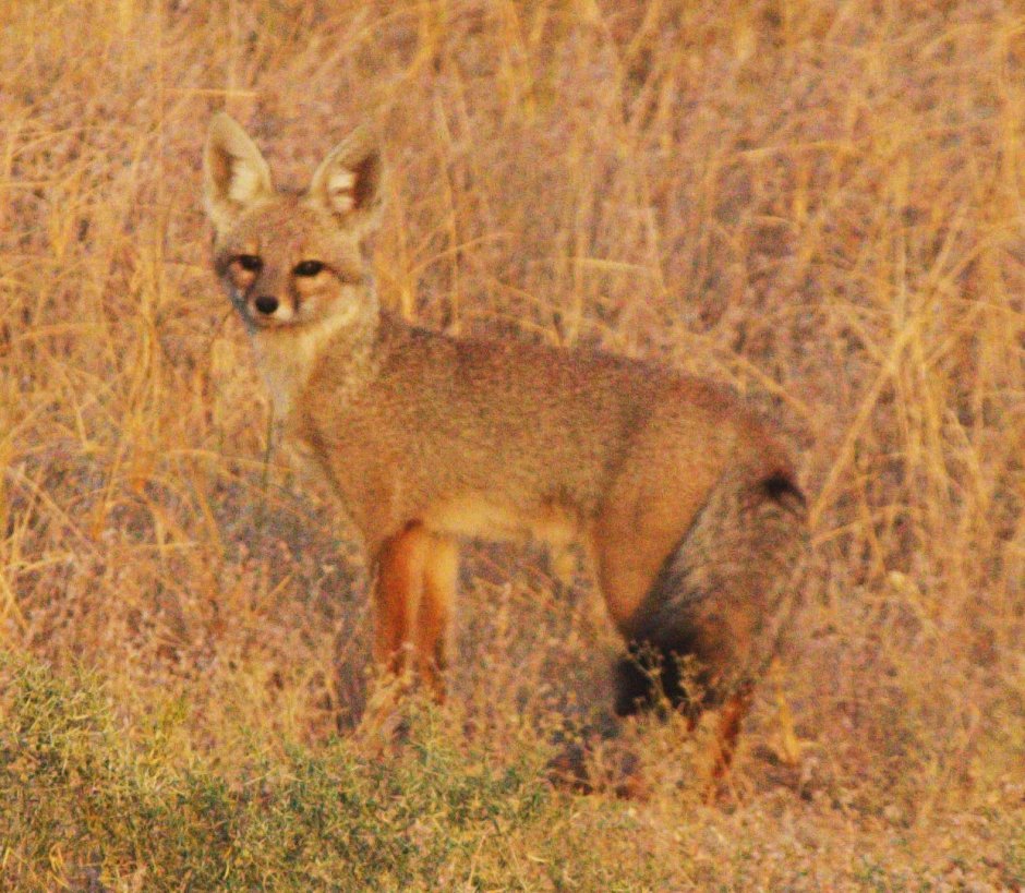 Афганская лисица (Vulpes Cana)