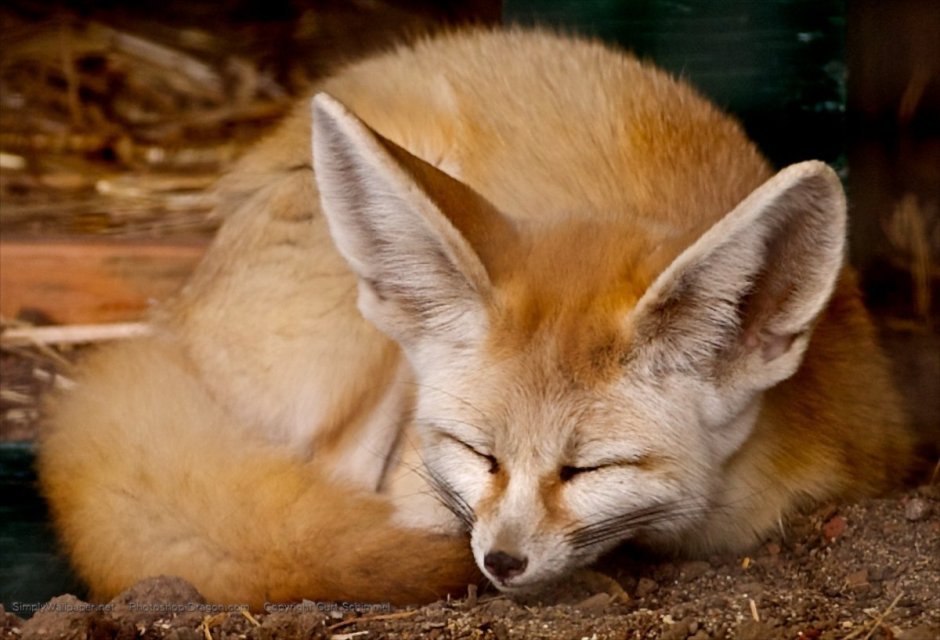 Vulpes Vulpes рисунок