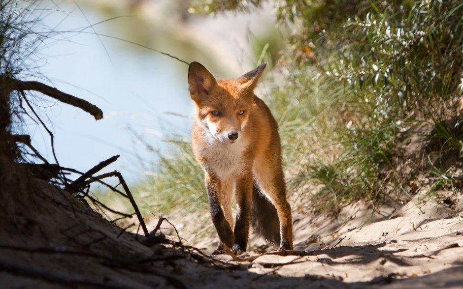 Vulpes pallida