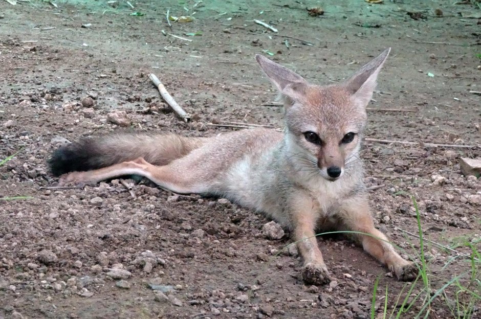 Blanford's Fox